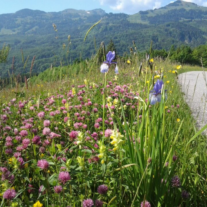 Naturheilmittel